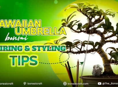 Hawaiian Umbrella Bonsai wiring technique with aluminum wire