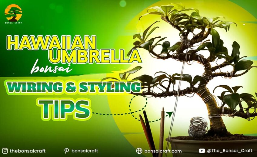 Hawaiian Umbrella Bonsai wiring technique with aluminum wire
