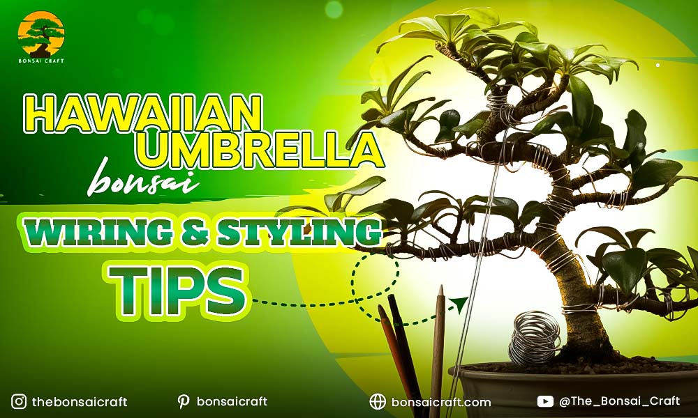 Hawaiian Umbrella Bonsai wiring technique with aluminum wire