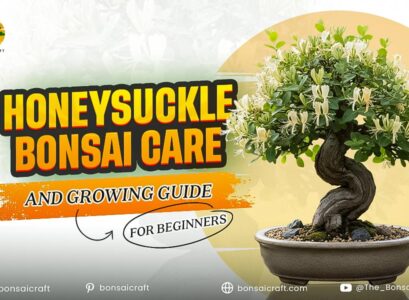 Honeysuckle Bonsai Care & Growing Guide for Beginners