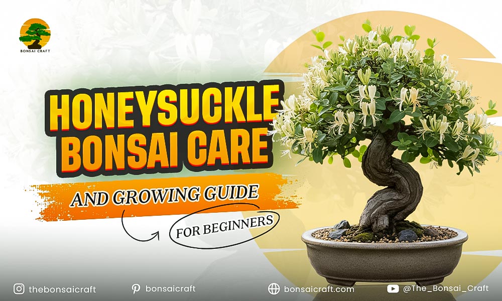 Honeysuckle Bonsai Care & Growing Guide for Beginners