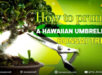 Hawaiian Umbrella Bonsai before pruning, with dense foliage and uneven branch growth