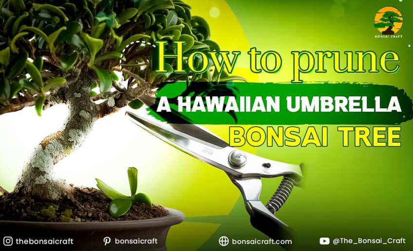 Hawaiian Umbrella Bonsai before pruning, with dense foliage and uneven branch growth
