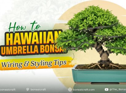 How to Hawaiian Umbrella Bonsai Wiring & Styling Tips