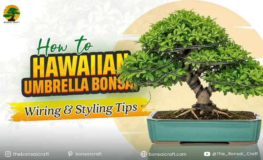 How to Hawaiian Umbrella Bonsai Wiring & Styling Tips