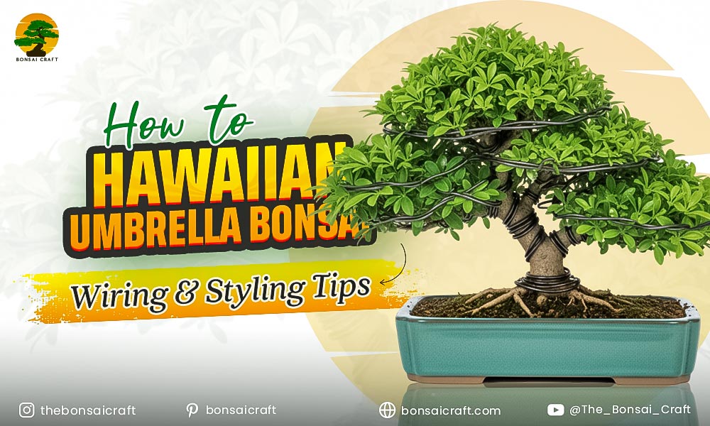 How to Hawaiian Umbrella Bonsai Wiring & Styling Tips