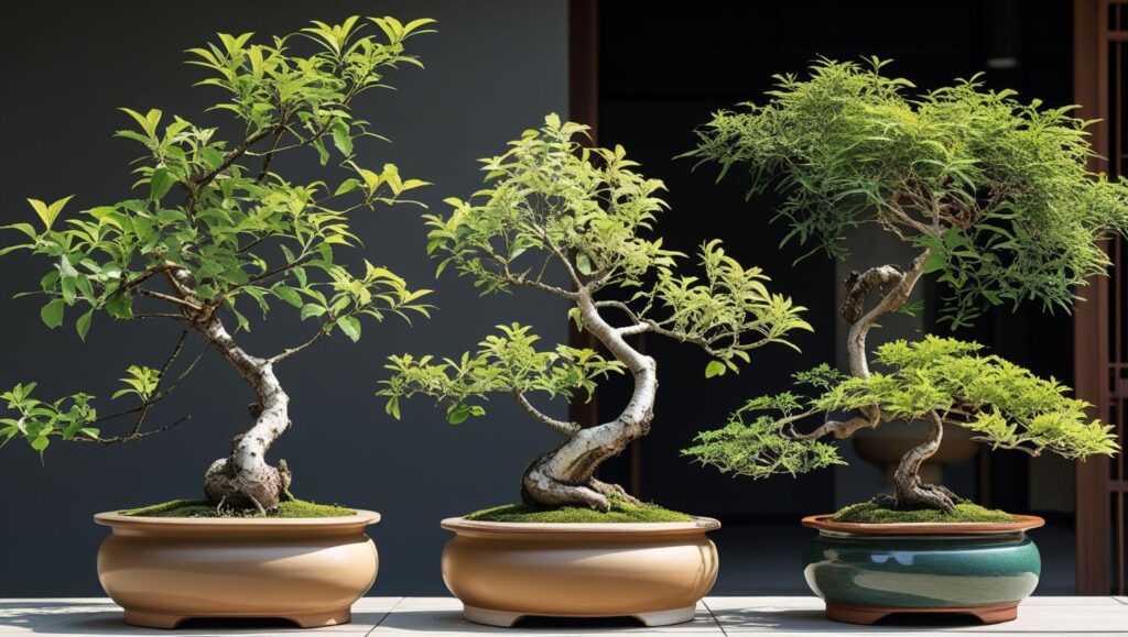 Honeysuckle bonsai shaped in informal upright style with a slight trunk lean