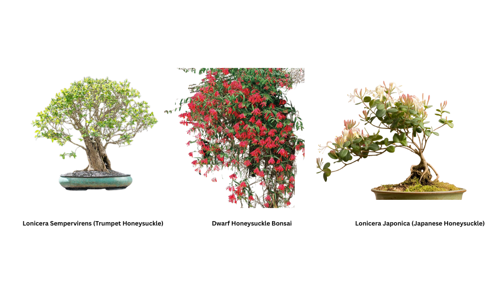 Three types of honeysuckle bonsai trees side by side—Lonicera Japonica with white fragrant flowers, Lonicera Sempervirens with red-orange trumpet blooms, and a compact dwarf honeysuckle ideal for small spaces.