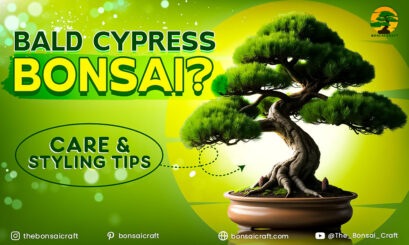 Complete Guide to Bald Cypress Bonsai Care: Expert Tips - Bonsai Craft