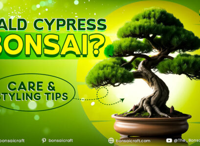 Complete Guide to Bald Cypress Bonsai Care: Expert Tips for Growing Your Cypress Tree