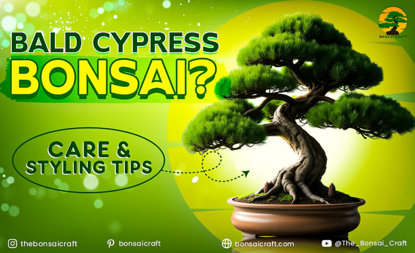 Complete Guide to Bald Cypress Bonsai Care: Expert Tips for Growing Your Cypress Tree