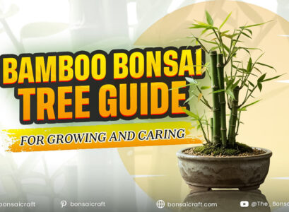 Bamboo Bonsai Tree Guide for Growing and Caring