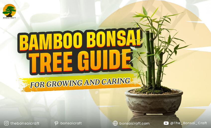 Bamboo Bonsai Tree Guide for Growing and Caring