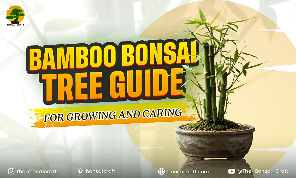 Bamboo Bonsai Tree Guide for Growing and Caring