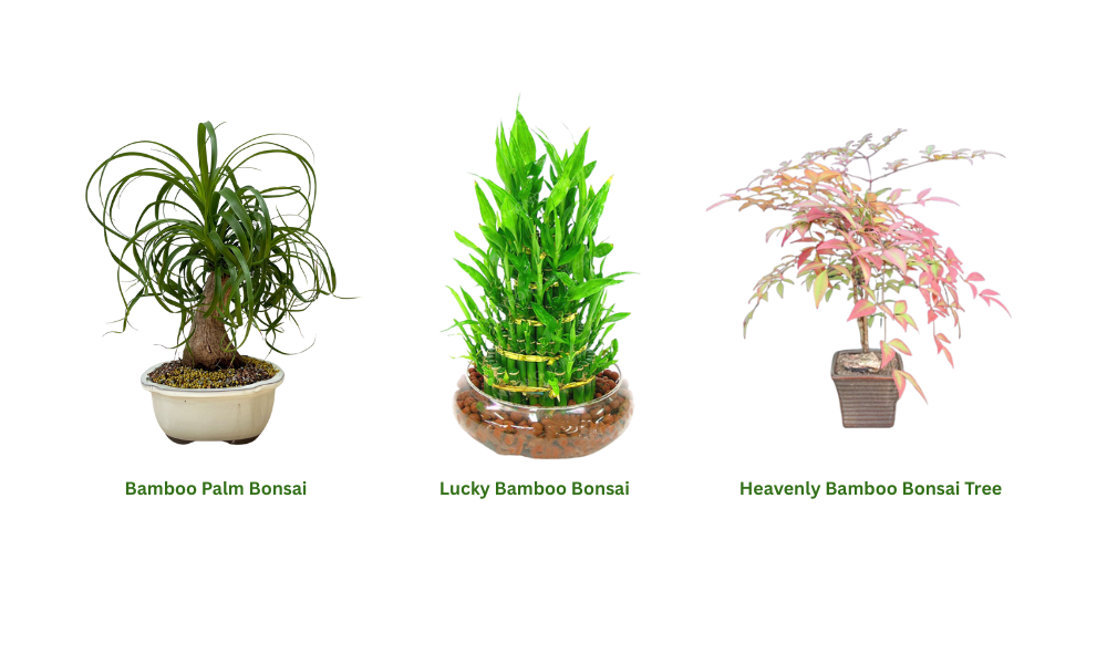 Different types of bamboo bonsai trees including lucky bamboo, heavenly bamboo, and bamboo palm in decorative bonsai pots