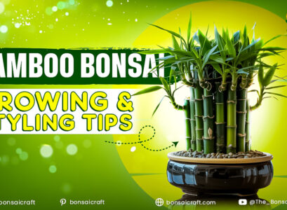 Bamboo Bonsai Guide for Growing and Caring