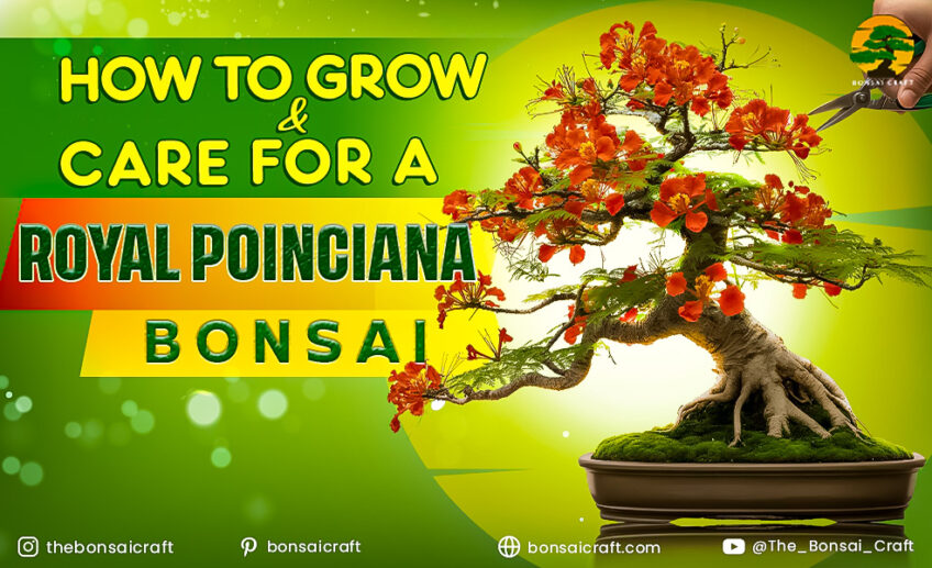 Royal Poinciana Bonsai in full bloom with vibrant red-orange flowers and delicate fern-like leaves in a decorative bonsai pot.