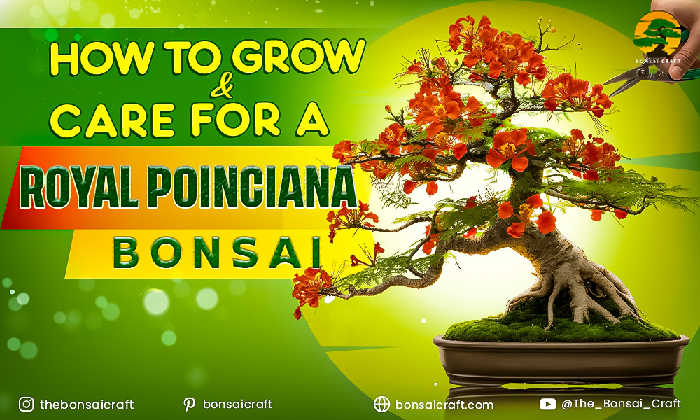 Royal Poinciana Bonsai in full bloom with vibrant red-orange flowers and delicate fern-like leaves in a decorative bonsai pot.