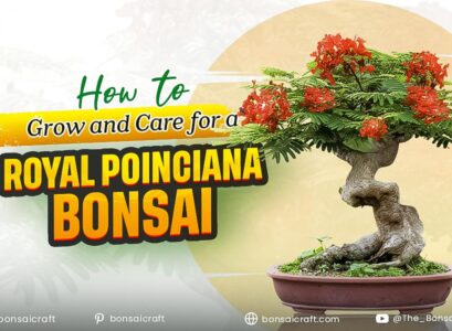 How to Grow and Care for a Royal Poinciana Bonsai