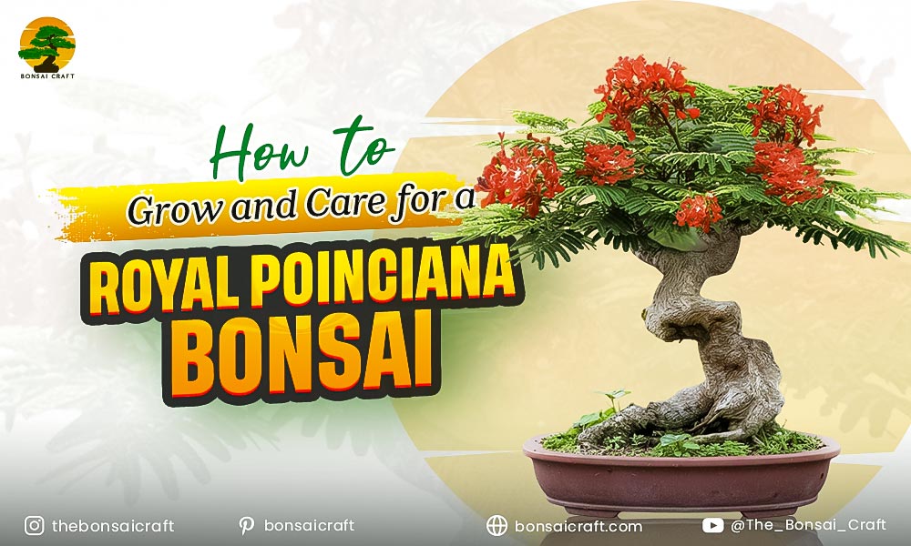 How to Grow and Care for a Royal Poinciana Bonsai