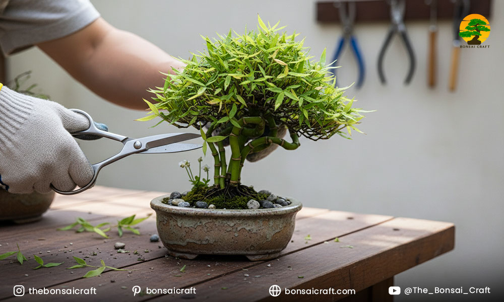 Pruning and Shaping Bamboo Bonsai Tree