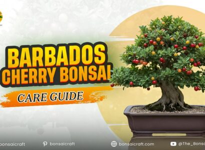 Barbados Cherry Bonsai Care Guide