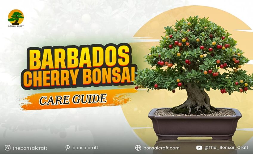Barbados Cherry Bonsai Care Guide