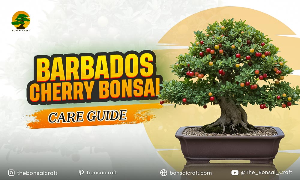 Barbados Cherry Bonsai Care Guide