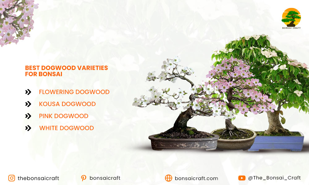 Best Dogwood Varieties for Bonsai