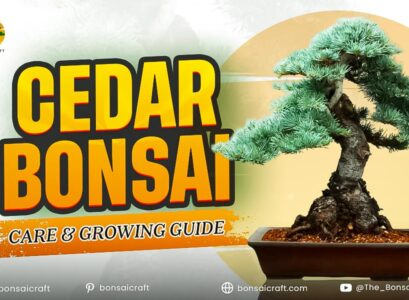 Cedar Bonsai Care & Growing Guide