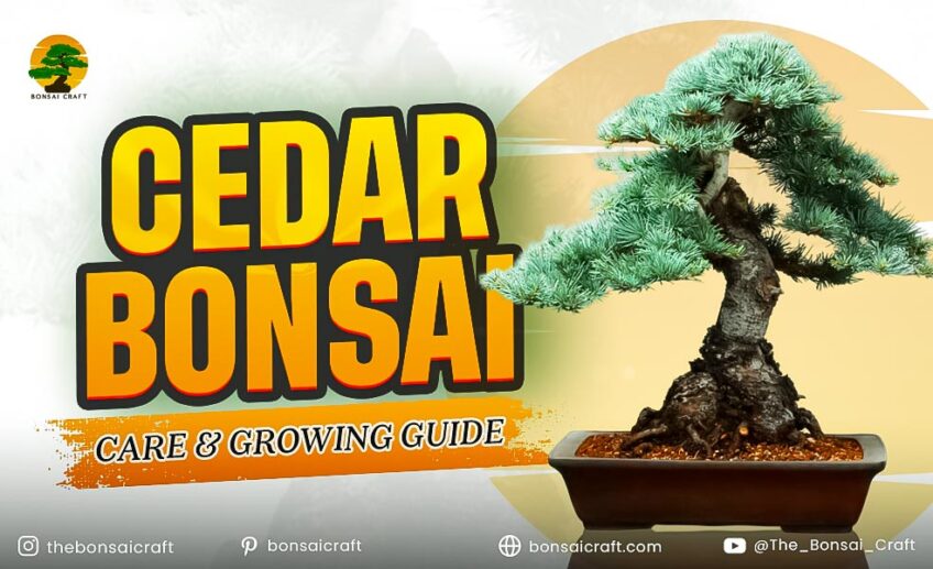 Cedar Bonsai Care & Growing Guide