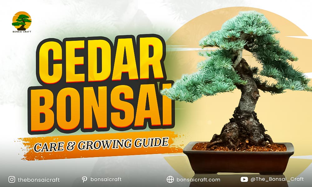 Cedar Bonsai Care & Growing Guide