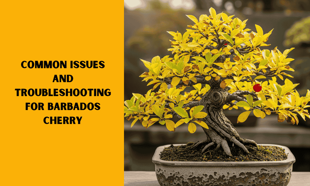 Common Issues and Troubleshooting for Barbados Cherry