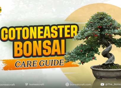Cotoneaster Bonsai Care Guide