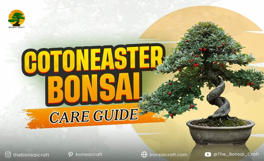 Cotoneaster Bonsai Care Guide