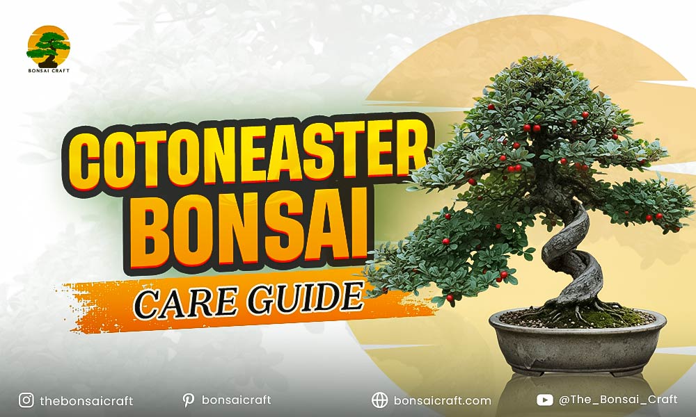 Cotoneaster Bonsai Care Guide
