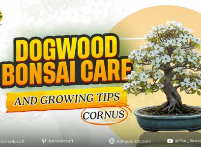 Dogwood Bonsai Care & Growing Tips (Cornus)