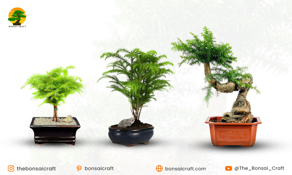 How to Bonsai a Norfolk Island Pine (Step-by-Step)