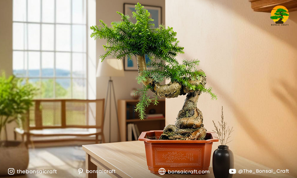 How to Care for a Norfolk Island Pine Bonsai Indoors