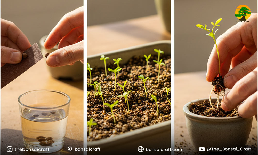 How to Grow a Locust Bonsai from Seed?