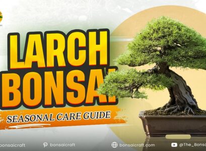 Larch Bonsai Seasonal Care Guide