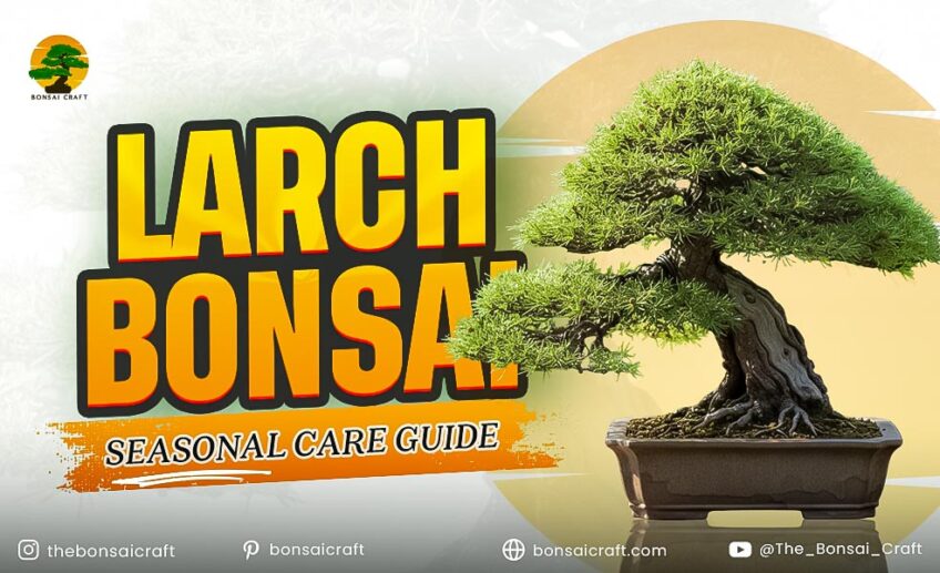 Larch Bonsai Seasonal Care Guide