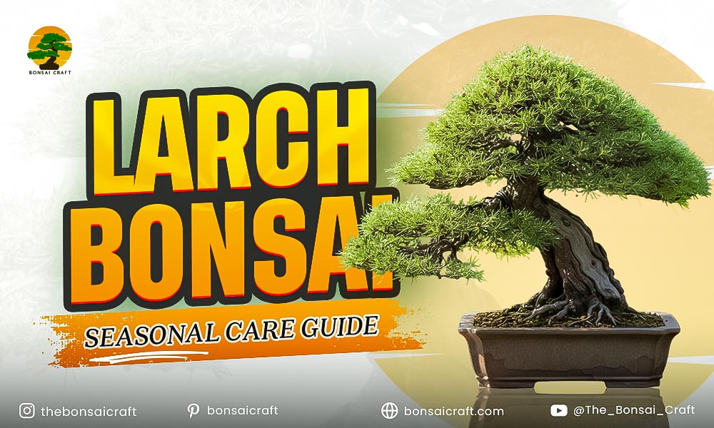 Larch Bonsai Seasonal Care Guide