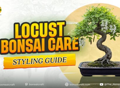 Locust Bonsai Care & Styling Guide