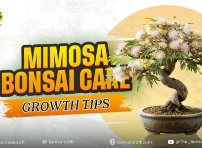 Mimosa Bonsai Care & Growth Tips