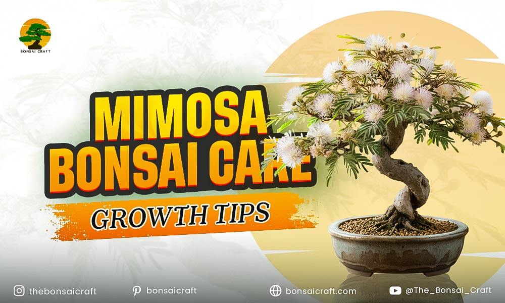 Mimosa Bonsai Care & Growth Tips