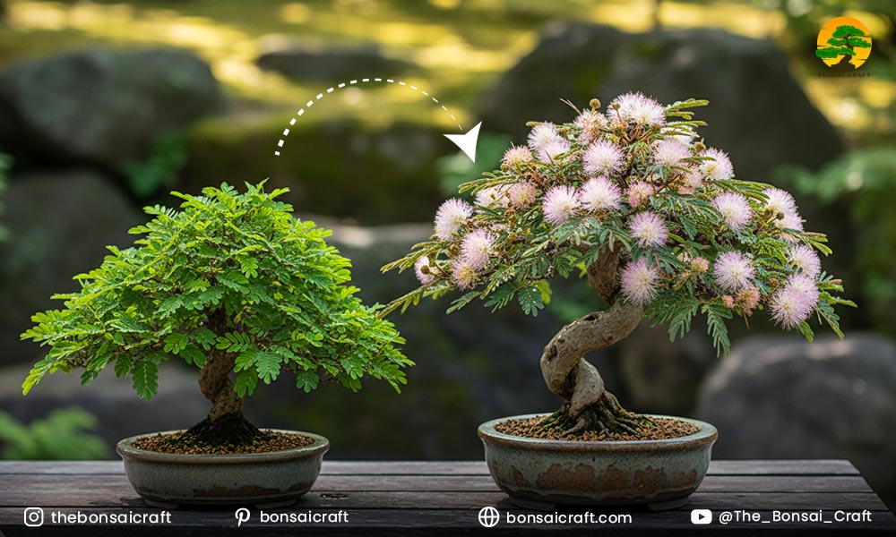 Mimosa Bonsai Growth and Flowering Tips