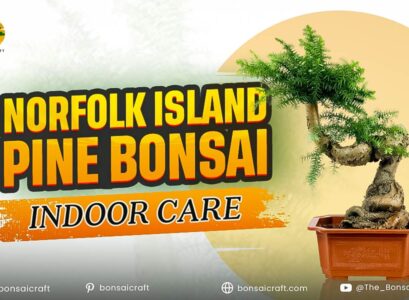 Norfolk Island Pine Bonsai Indoor Care