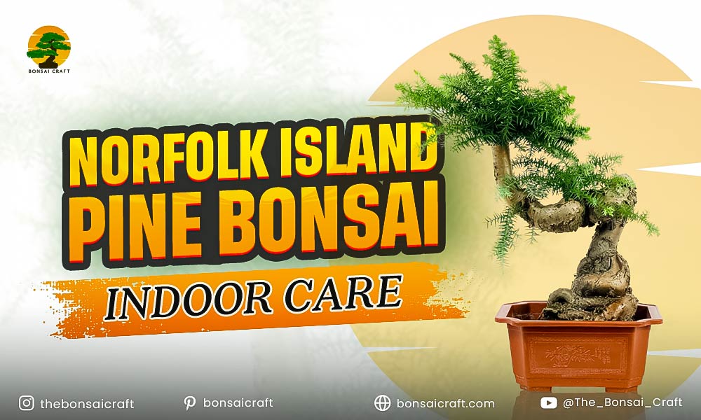 Norfolk Island Pine Bonsai Indoor Care