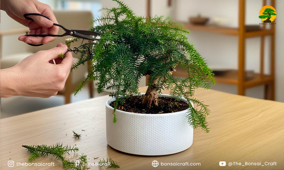 Norfolk Island Pine Bonsai Pruning and Styling
